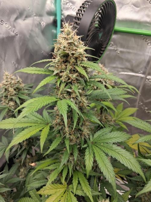 Organic Competition. Week 10 - ChemDoggin 