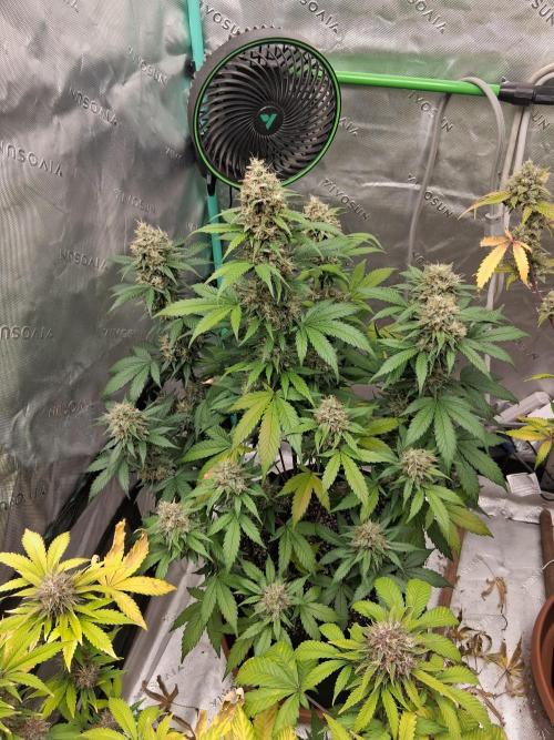 Organic Competition. Week 10 - ChemDoggin 