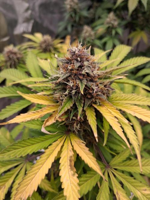 Organic Competition. Week 10 - Strawberry Nuggets 