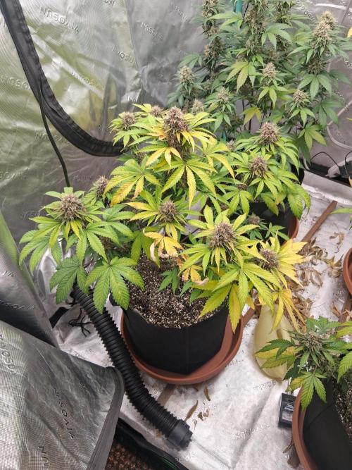 Organic Competition. Week 10 - Strawberry Nuggets 