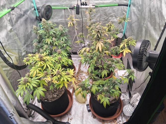 Organic Competition. Week 10