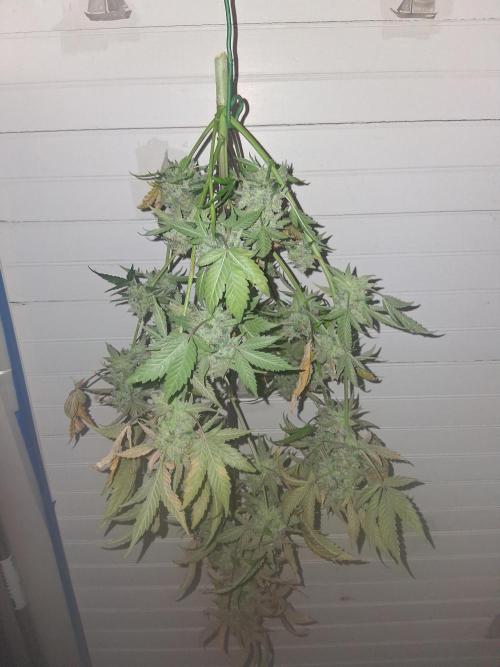 Organic Competition. Week 9