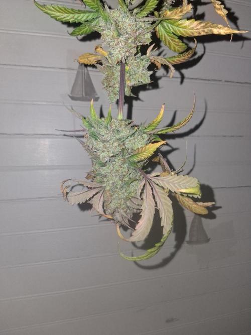 Organic Competition. Week 9