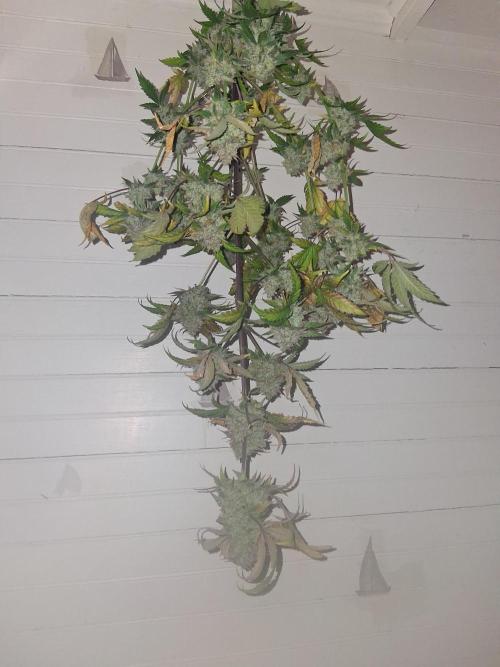 Organic Competition. Week 9