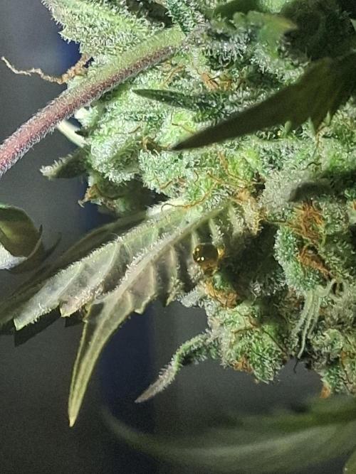 Organic Competition. Week 9 - Sap droplet.