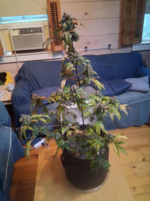 Organic Competition. Week 9