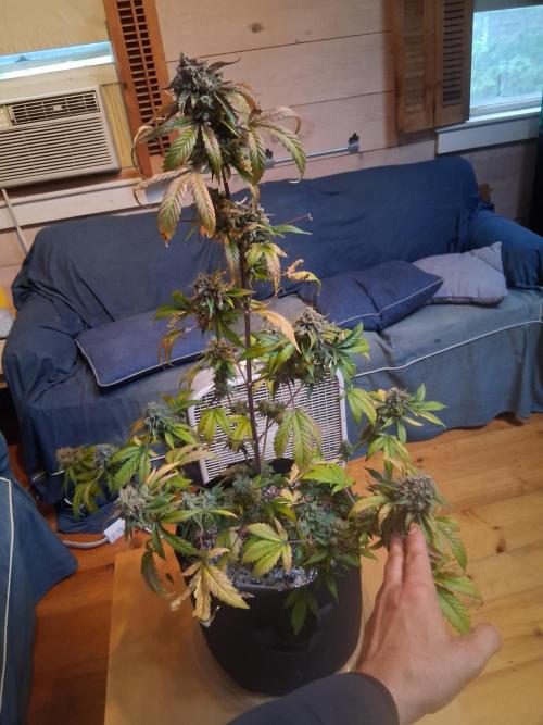 Organic Competition. Week 9