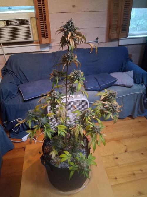 Organic Competition. Week 9