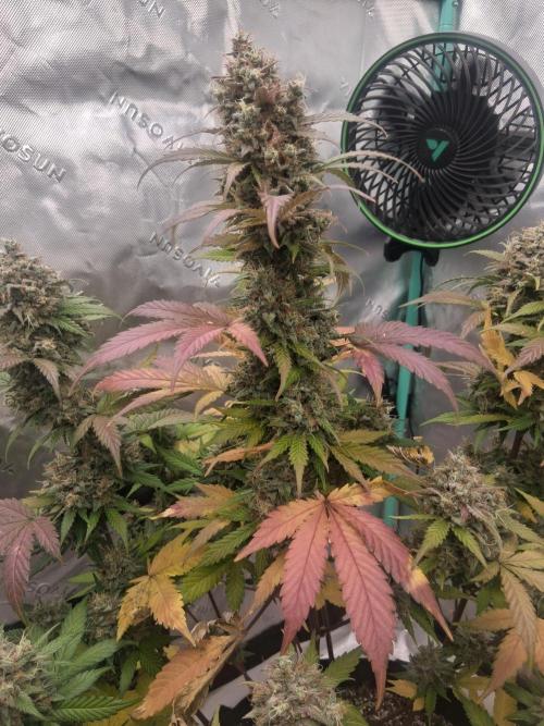 Organic Competition. Week 11 - ChemDoggin 