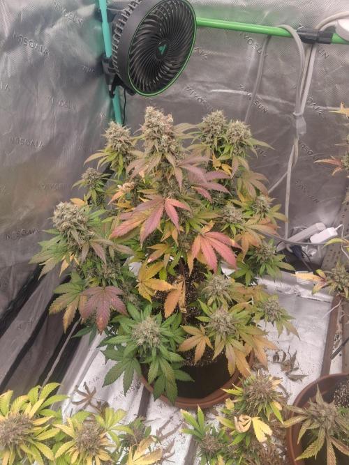Organic Competition. Week 11 - ChemDoggin 
