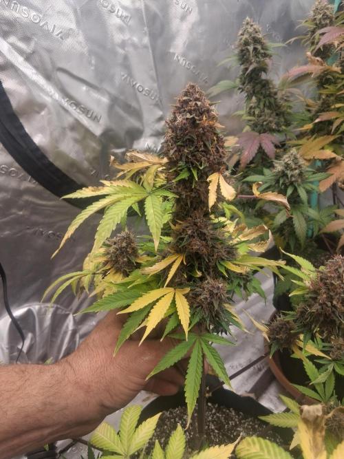 Organic Competition. Week 11 - Strawberry Nuggets 