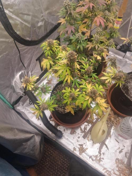 Organic Competition. Week 11 - Strawberry Nuggets 