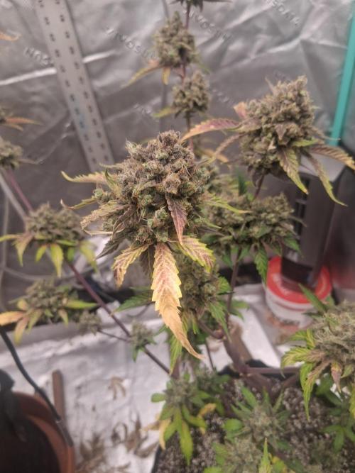 Organic Competition. Week 11 - Granite Haze 