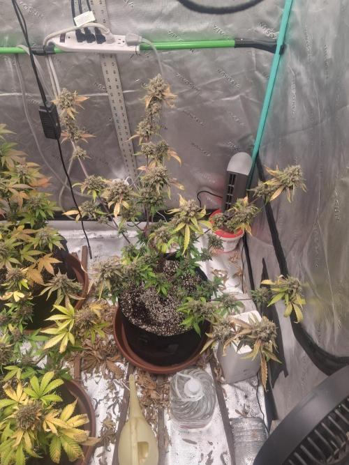 Organic Competition. Week 11 - Granite Haze 