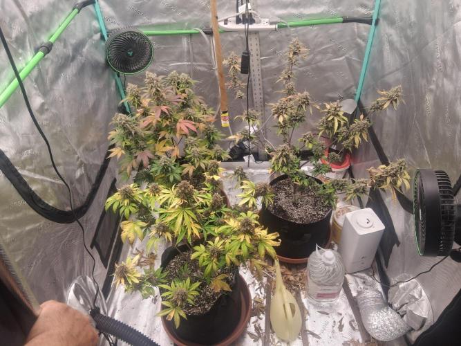 Organic Competition. Week 11
