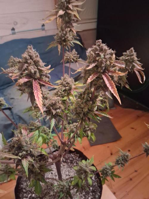 Organic Competition. Week 12