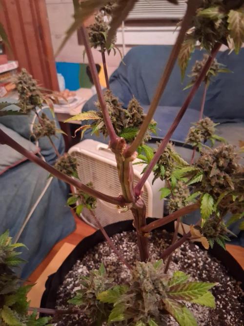 Organic Competition. Week 12 - Where I accidentally broke the main cola trying to train her too much. 
