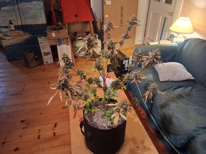 Organic Competition. Week 12