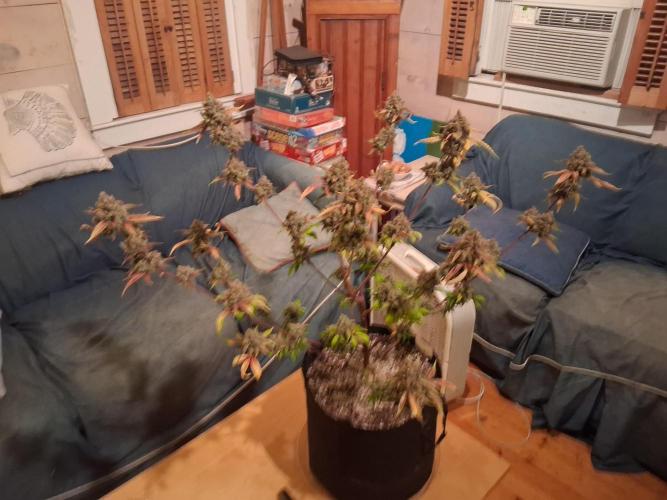Organic Competition. Week 12