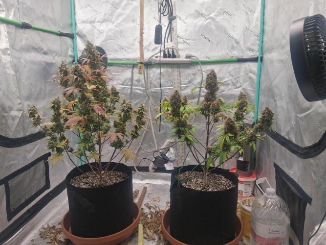 Organic Competition. Week 12