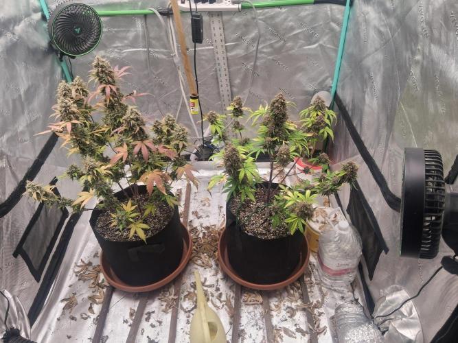 Organic Competition. Week 12