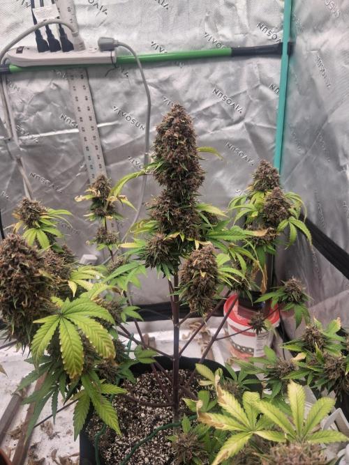 Organic Competition. Week 12 - Strawberry Nuggets 