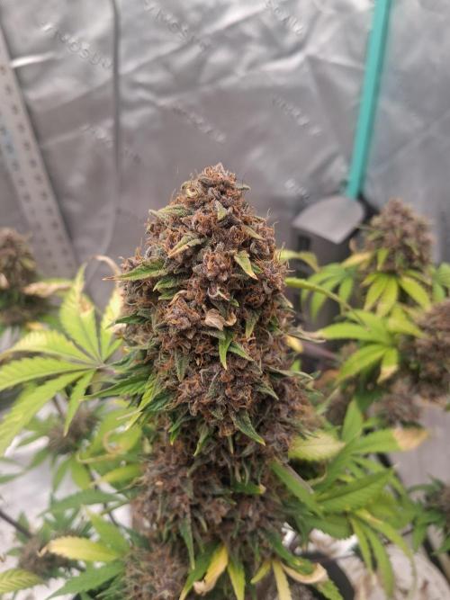 Organic Competition. Week 12 - Strawberry Nuggets 