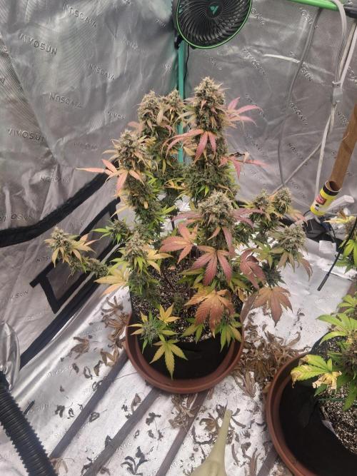 Organic Competition. Week 12 - ChemDoggin 