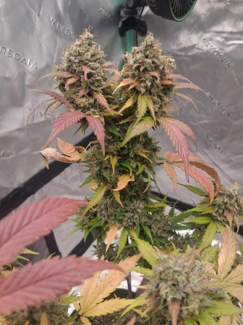 Organic Competition. Week 12 - ChemDoggin 