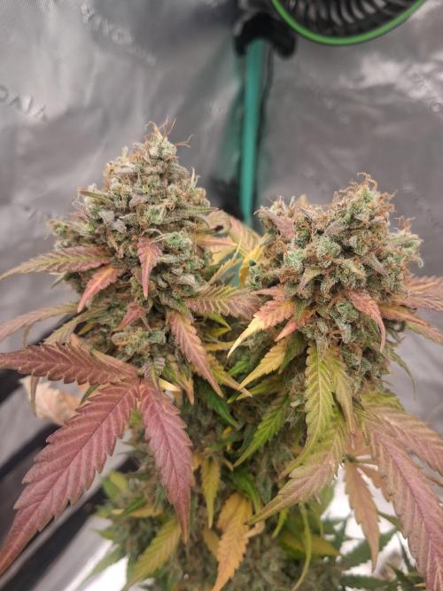 Organic Competition. Week 12 - ChemDoggin 