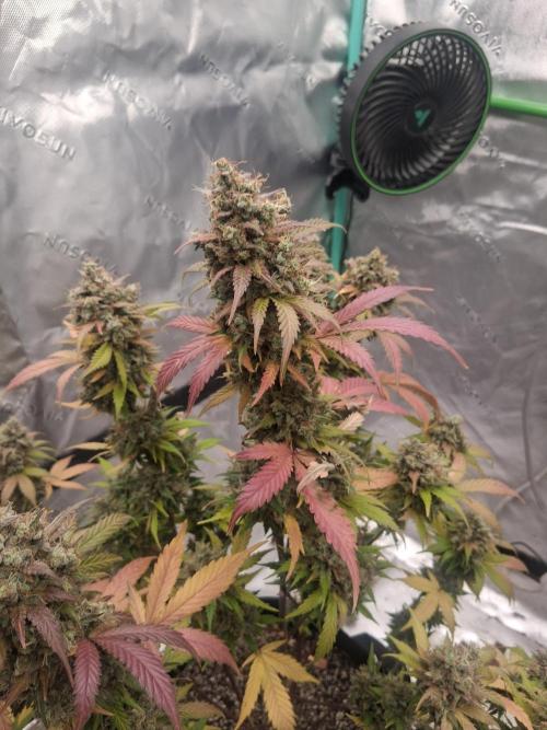 Organic Competition. Week 12 - ChemDoggin 