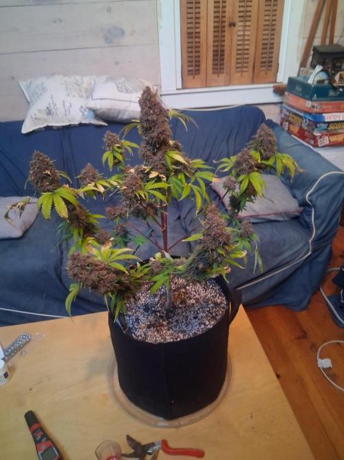 Organic Competition. Week 13