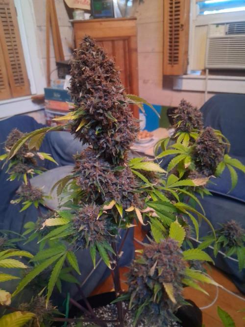 Organic Competition. Week 13
