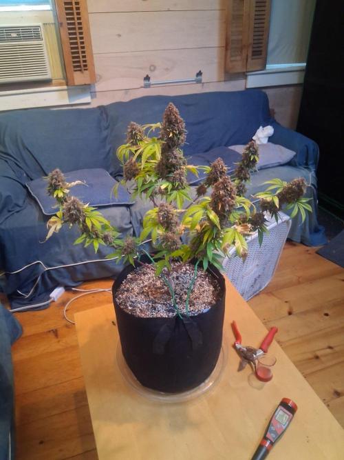 Organic Competition. Week 13
