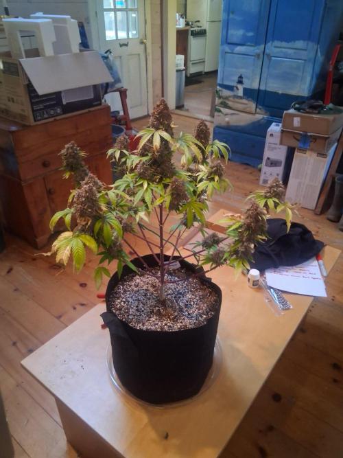 Organic Competition. Week 13
