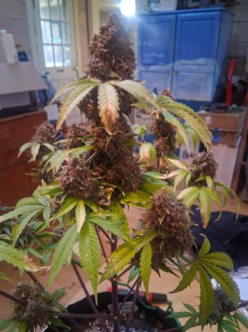 Organic Competition. Week 13