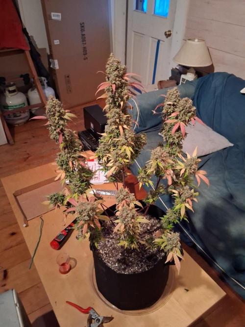 Organic Competition. Week 13