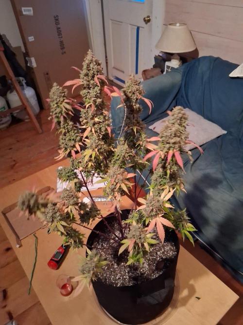Organic Competition. Week 13