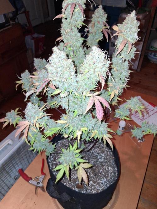 Organic Competition. Week 13