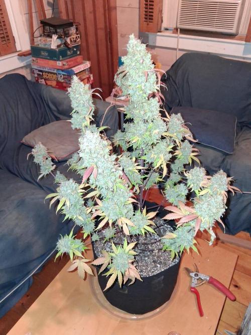 Organic Competition. Week 13