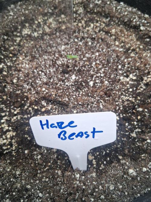 New Grow. Week 0