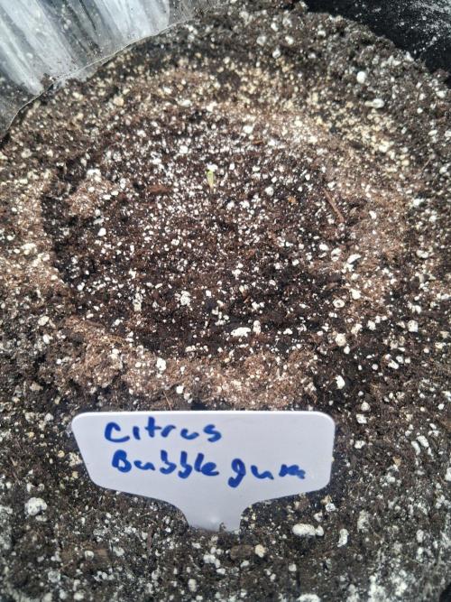 New Grow. Week 0