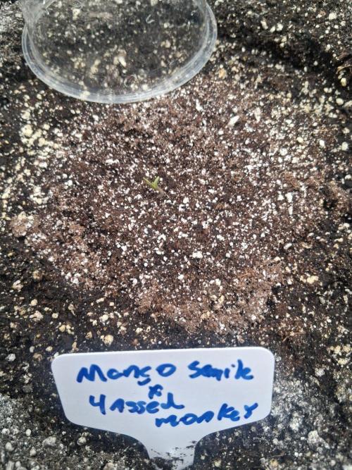 New Grow. Week 0