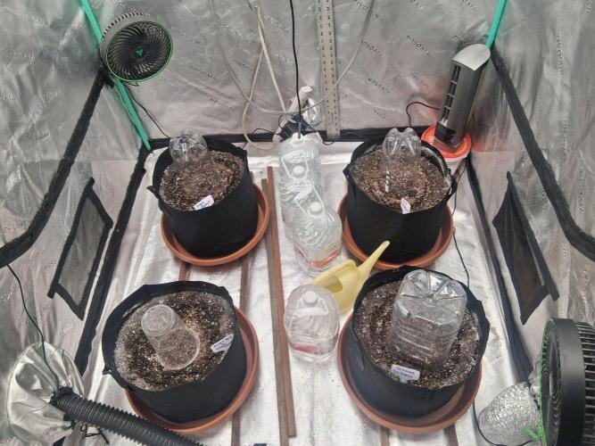 New Grow. Week 0