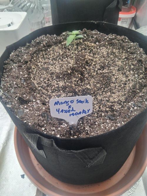 New Grow. Week 1