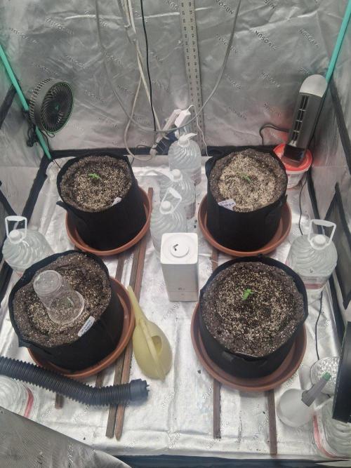 New Grow. Week 1