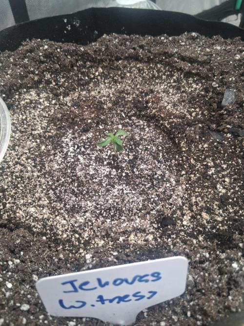 New Grow. Week 1