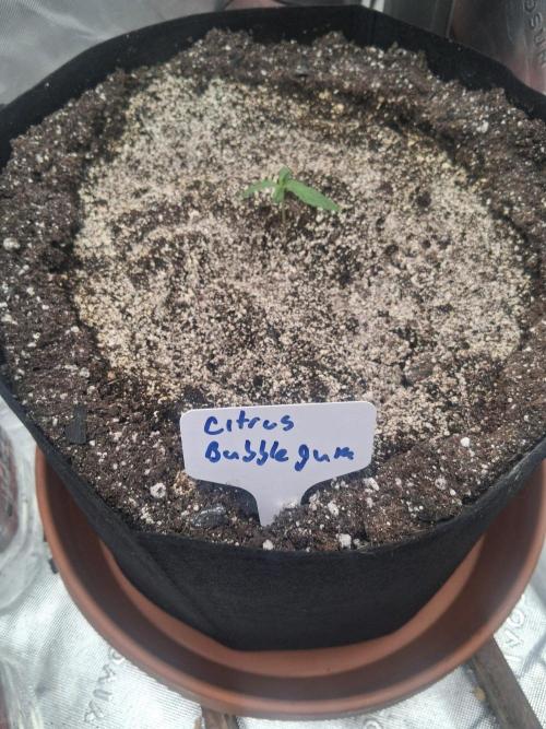 New Grow. Week 1