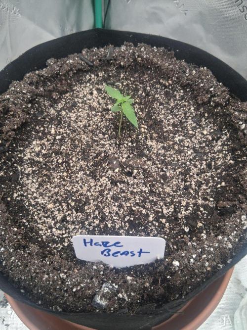 New Grow. Week 1