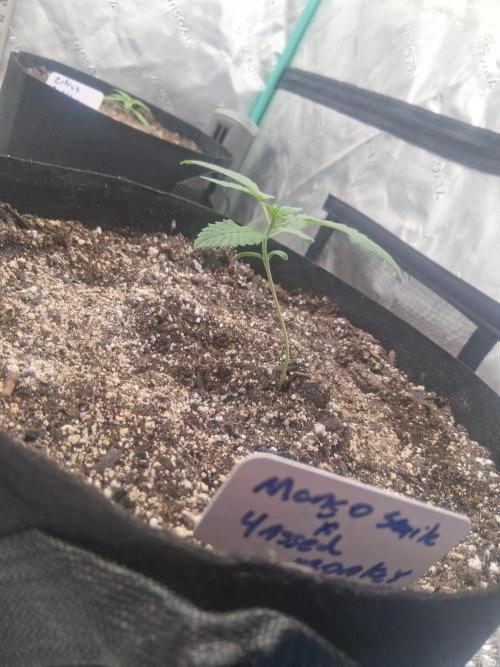 New Grow. Week 2 - Mango smile x 4 assed monkey